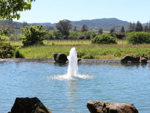 Impacto Estético de las Fuentes Flotantes en Parques y Jardines